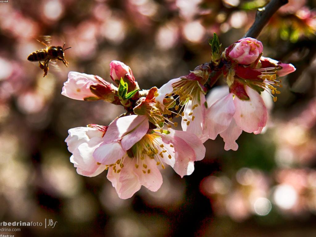 យុទ្ធសាស្ត្រនិងការអភិវឌ្ឍ: ពីគំនិតដល់ការអនុវត្ត